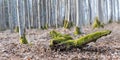 Old wood piece covered by a green moss in dry brown leaves of winter rural forest Royalty Free Stock Photo