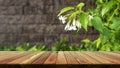 Old wood plank with abstract natural green leaves background. Free place for creativity. Royalty Free Stock Photo