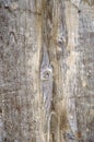 Old Wood Planks Royalty Free Stock Photo