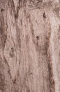 Old wood plywood sheet, uneven textured surface, building material with hardwoods Vintage background Royalty Free Stock Photo