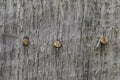 Old Wood Rusty Nails Royalty Free Stock Photo