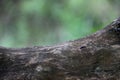 old wood snag and emmet. element of dried wood and ants. ant black on a log, formic acid