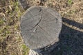 top view one old stump in grass . stump top view, trimmed tree. Tree stump on a meadow. View directly from above, with Royalty Free Stock Photo