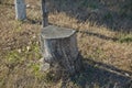 top view one old stump in grass . stump top view, trimmed tree. Tree stump on a meadow. View directly from above, with Royalty Free Stock Photo