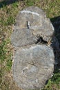 top view one old stump in grass . stump top view, trimmed tree. Tree stump on a meadow. View directly from above, with Royalty Free Stock Photo