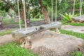 Old wood swing seat have rope White Nature in the garden tree Royalty Free Stock Photo