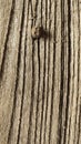 Old Wood Texture Royalty Free Stock Photo