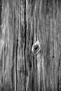 Old wood texture black and white