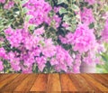 old wood texture with blur Bougainvillea flower in the field background Royalty Free Stock Photo