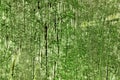 Old wood texture coverd with green moss. Royalty Free Stock Photo