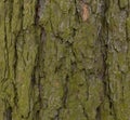 Old wood texture and Lichen on hackmatack larch bark