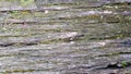 Old wood texture and Lichen. tree bark with moss, abstract background, texture. detail of moss and lichen on wooden fence Royalty Free Stock Photo