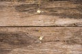 The old wood texture with natural patterns background with rusty nails. wooden texture. surface vintage tone.wooden texture Royalty Free Stock Photo