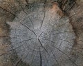 The old wood texture with natural patterns. Cross-section of the old tree