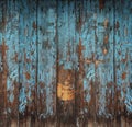 Old wood texture, peeling painted blue wood for background Royalty Free Stock Photo