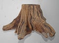 Old wood texture Stump background