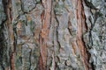 Old wood texture of tree bark. Royalty Free Stock Photo