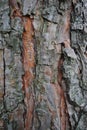 Old wood texture of tree bark. Royalty Free Stock Photo