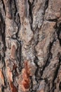 Wooden texture. Crimean pine tree, close-up view-Close up of a pine tree trunk in a forest-Bark of Pine Tree Royalty Free Stock Photo