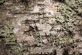 Old wood tree bark cortex texture with moss. Old birch tree. Selective focus. Royalty Free Stock Photo