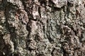 Old wood tree bark cortex texture with moss. Old birch tree. Selective focus. Royalty Free Stock Photo