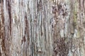 Close up of a Bark texture on an Old Wood Tree Royalty Free Stock Photo