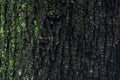 Old wood tree bark texture with green moss. Royalty Free Stock Photo