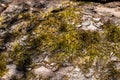 Old wood tree bark texture with green moss. Moss on old tree. Wooden texture. Royalty Free Stock Photo