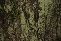 Old wood tree bark texture with green moss, tree bark Royalty Free Stock Photo