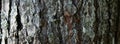 Tree barkTexture Background Pattern. Relief texture of the brown bark of a tree with moss on it. Horizontal banner photo