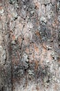Tree barkTexture Background Pattern. Relief texture of the brown bark of a tree with moss on it. Vertical photo