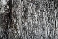 Old Wood Tree or dry tree bark texture Background Royalty Free Stock Photo