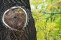 Old wood tree rings texture Royalty Free Stock Photo