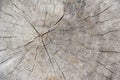 Old Wood Tree Rings Texture-2. Royalty Free Stock Photo