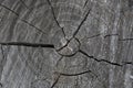 Old Wood Tree Rings Texture. Blackened cut of a tree Royalty Free Stock Photo