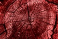 Old Wood Tree Rings Texture. Red background. Red tinted cut of a tree. Toned tree rings Royalty Free Stock Photo