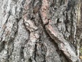 Old wood background Old wood texture