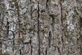 Close up Old Wood Tree Texture Background Pattern Royalty Free Stock Photo