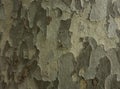 Old Wood Tree Texture Background Pattern. Horizontal photo of a tree bark texture. Creative texture of an old oak bark