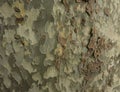 Old Wood Tree Texture Background Pattern. Horizontal photo of a tree bark texture. Creative texture of an old oak bark Royalty Free Stock Photo