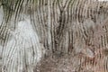 Old wood tree texture natural background pattern Royalty Free Stock Photo