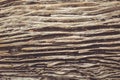 Old wood tree texture pattern background Royalty Free Stock Photo