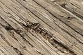 Old Wood Weathered Patio Deck Boards Damaged Royalty Free Stock Photo