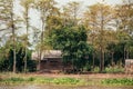 Old wooden abandoned cabin in the woods, derelict being reclaimed by lush green tropical forest Royalty Free Stock Photo