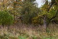 Old wooden abandoned farmstead in the middle of the field in Lithuania Royalty Free Stock Photo