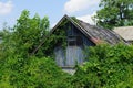 Old wooden attic with a window overgrown with green vegetation Royalty Free Stock Photo