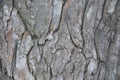 Old wooden background Bark of Elm. Seamless Tileable Texture Royalty Free Stock Photo