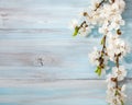 Old wooden background with branches of blossoming apricot