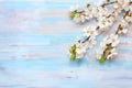 Old wooden background with branches of blossoming apricot and copy space for text