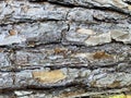 Old wooden background close up. Old wood background, seamless tree bark texture Royalty Free Stock Photo